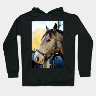 Beautiful Horse Hoodie